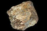 Fossil Hadrosaur Phalange (Toe) Fragment- Montana #106865-1